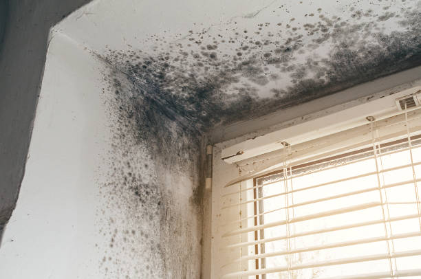 Affordable Crawl Space Mold Removal solutions in Englishtown, NJ